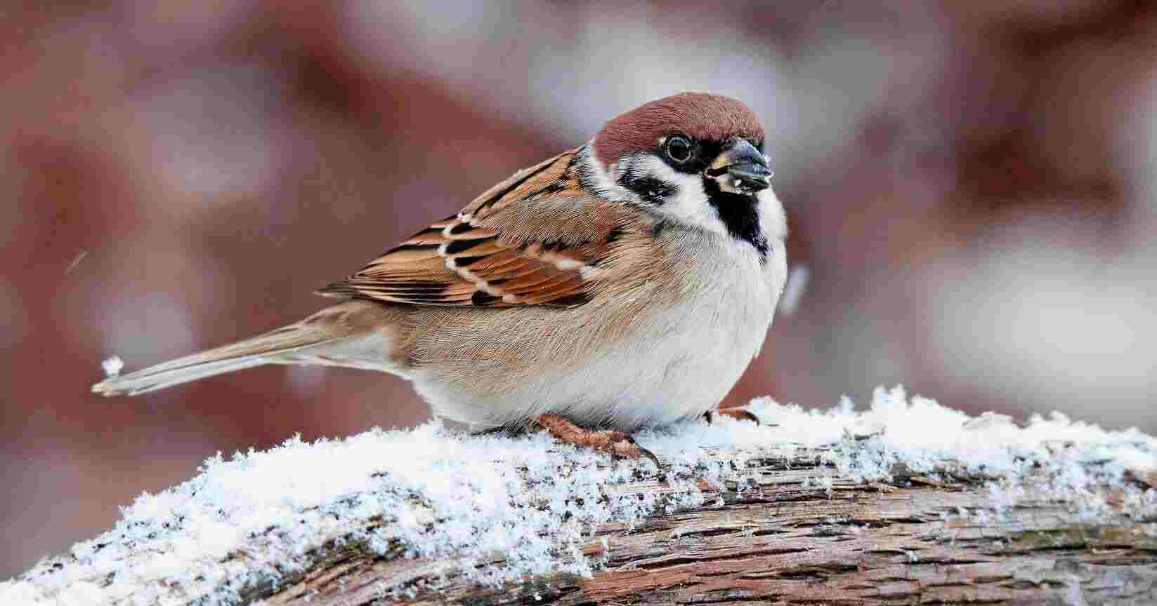 You are currently viewing 10 vanligaste fåglarna i Sverige – En komplett guide till Sveriges mest vanliga fåglar